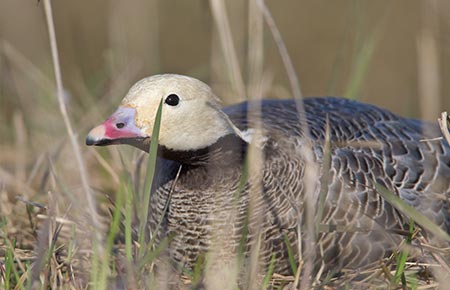 Photo of a Emperor Goose