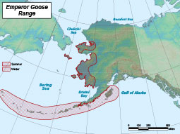 Emperor Goose range map