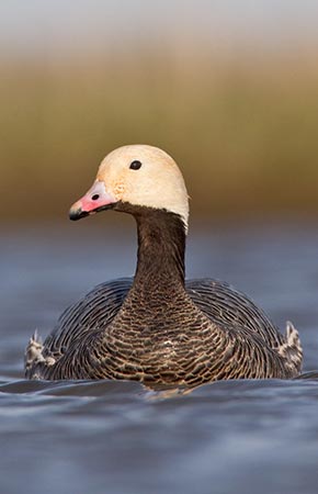 Photo of a Emperor Goose