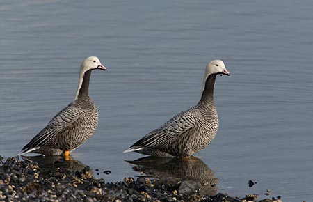 Photo of a Emperor Goose