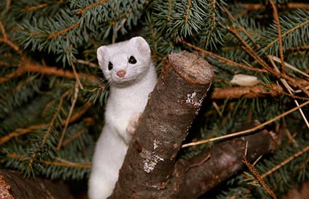 Photo of a Ermine