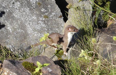 Photo of a Ermine