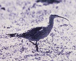 Photo of a Eskimo Curlew