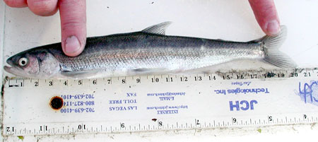 Photo of a Eulachon