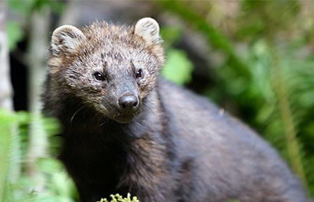 Photo of a Fisher