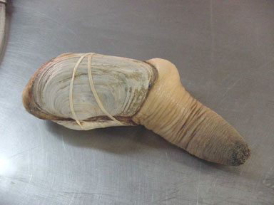 Photo of a Geoduck Clam