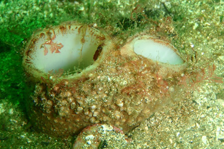 Photo of a Geoduck Clam