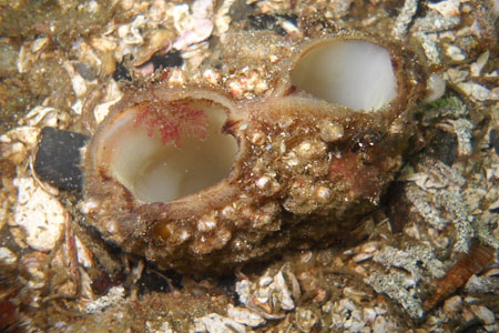 Photo of a Geoduck Clam