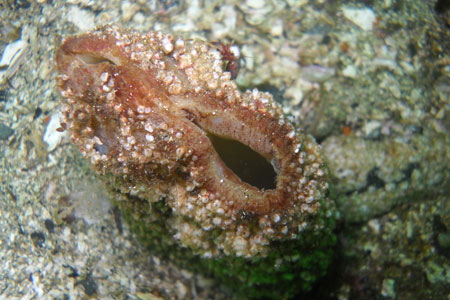 Photo of a Geoduck Clam