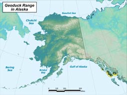 Geoduck Clam range map