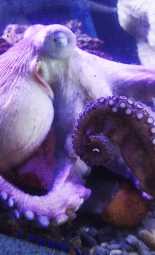 Photo of a Giant Pacific Octopus