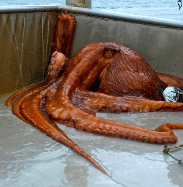 Photo of a Giant Pacific Octopus