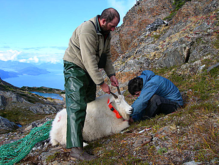 Photo of a Mountain Goat