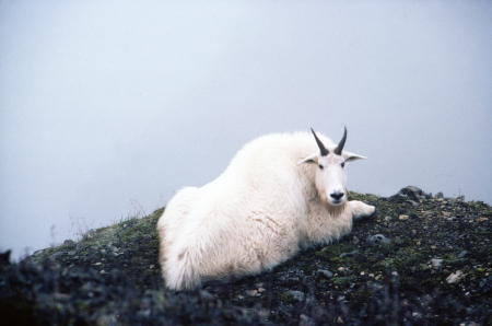 Photo of a Mountain Goat