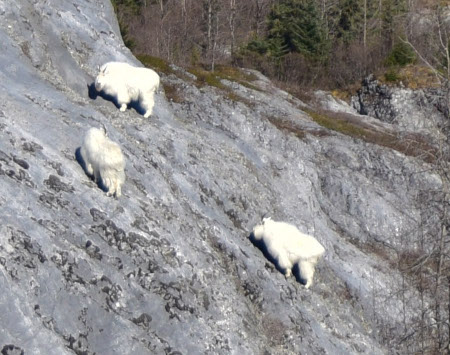 Photo of a Mountain Goat