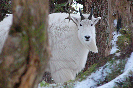 Photo of a Mountain Goat