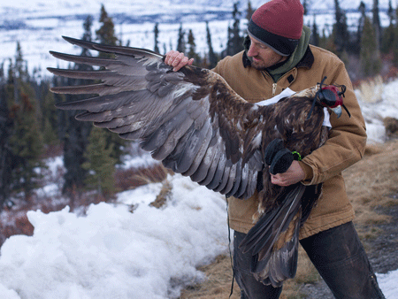 Photo of a Golden Eagle