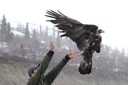 Photo of a Golden Eagle