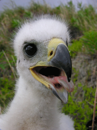 Photo of a Golden Eagle