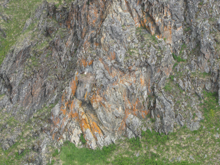 Photo of a Golden Eagle