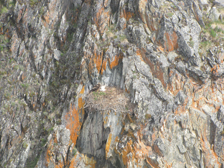 Photo of a Golden Eagle