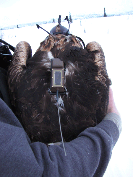Photo of a Golden Eagle