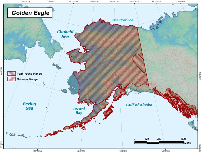 Range map of Golden Eagle in Alaska