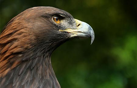 goldeneagle_richard_bartz_wikimedia_commons.jpg