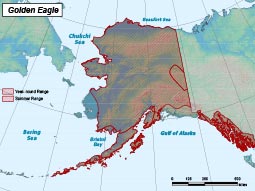 Golden Eagle range map