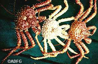 Photo of a Golden King Crab