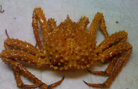 Photo of a Golden King Crab