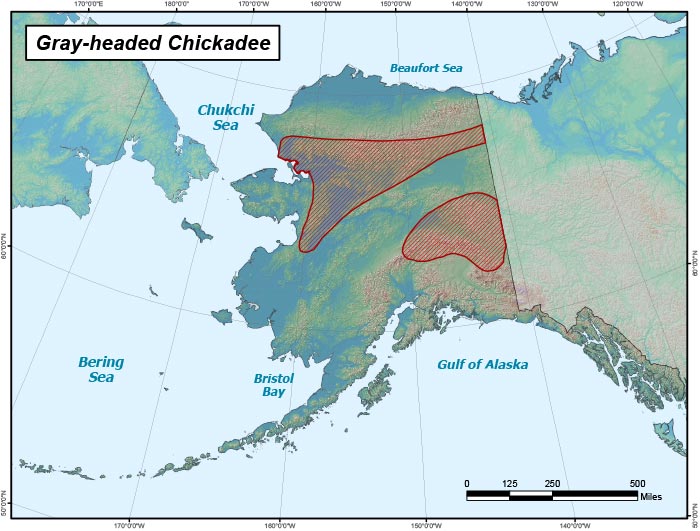 Range map of Gray-headed Chickadee in Alaska