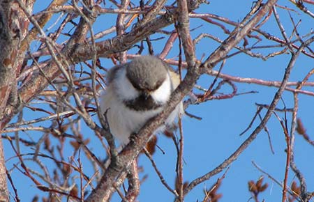 Photo of a Gray-headed Chickadee