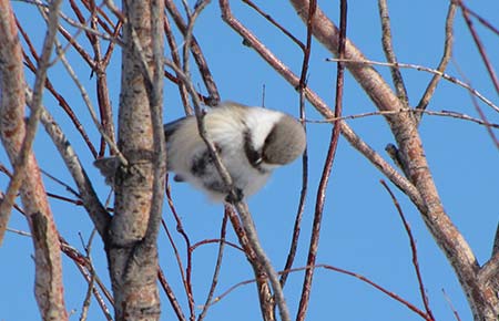 Photo of a Gray-headed Chickadee