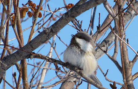 Photo of a Gray-headed Chickadee