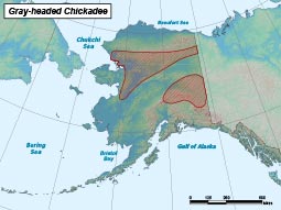 Gray-headed Chickadee range map