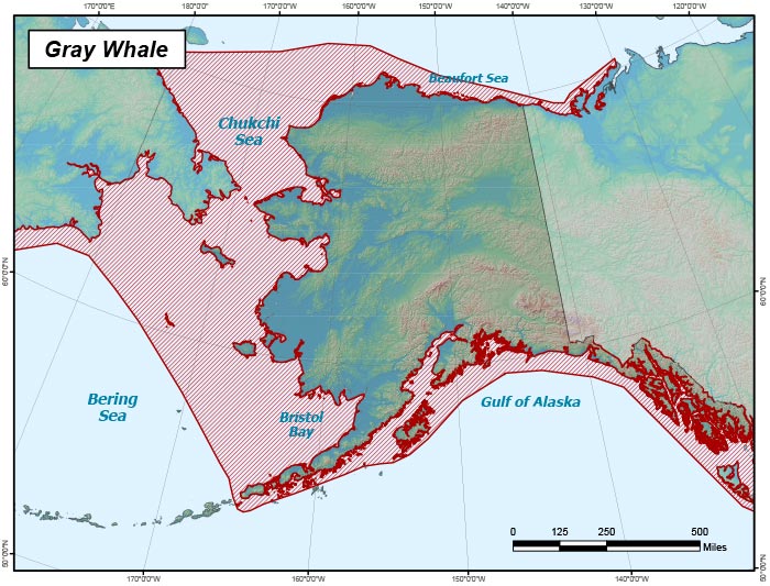Range map of Gray Whale in Alaska