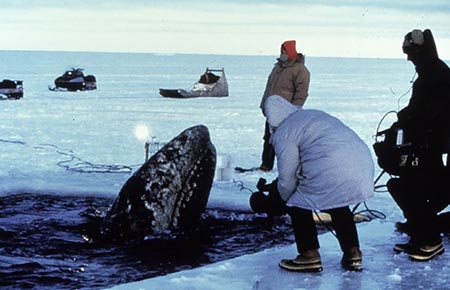 Photo of a Gray Whale