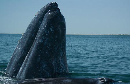 Photo of a Gray Whale