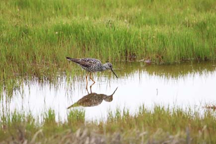 Photo of a Greater Yellowlegs