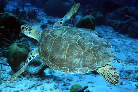 Photo of a Green Sea Turtle