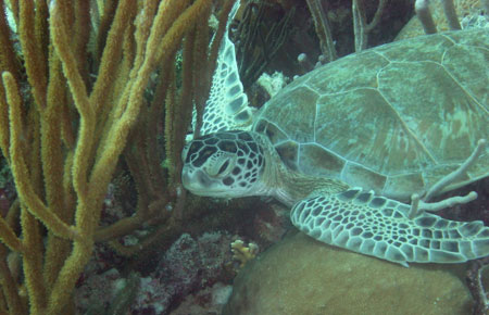 Photo of a Green Sea Turtle