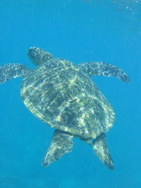 Photo of a Green Sea Turtle