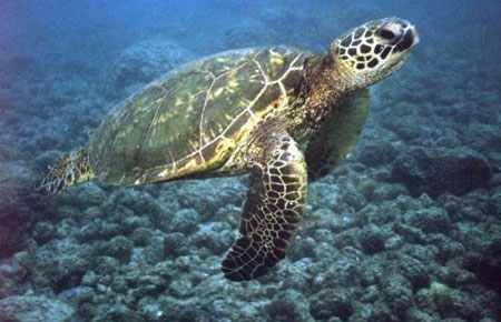 Photo of a Green Sea Turtle