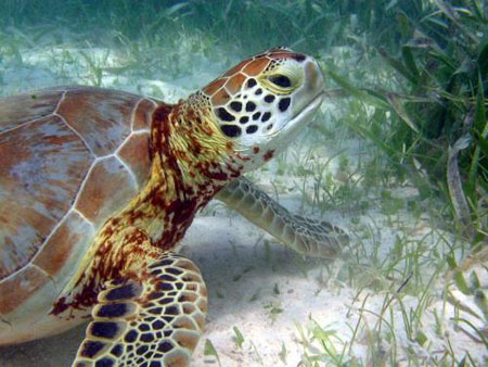 Photo of a Green Sea Turtle