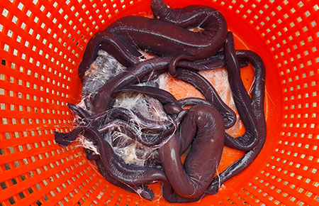 Photo of a Hagfish