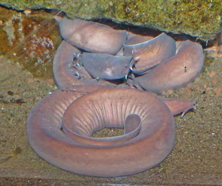 Photo of a Hagfish