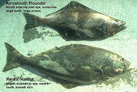 Photo of a Pacific Halibut