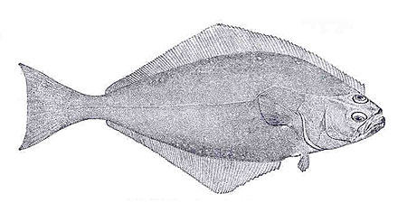 Photo of a Pacific Halibut