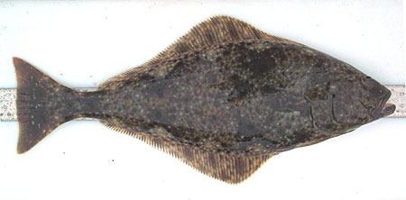 Photo of a Pacific Halibut